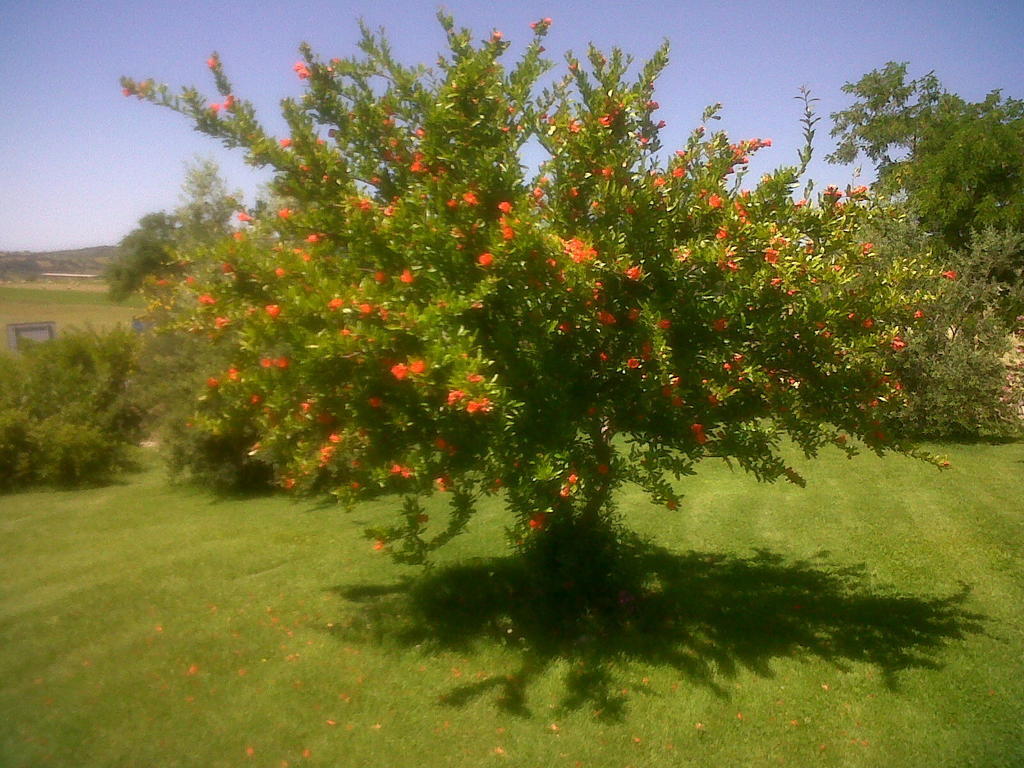 Agriturismo Podere Micitto Usi Extérieur photo